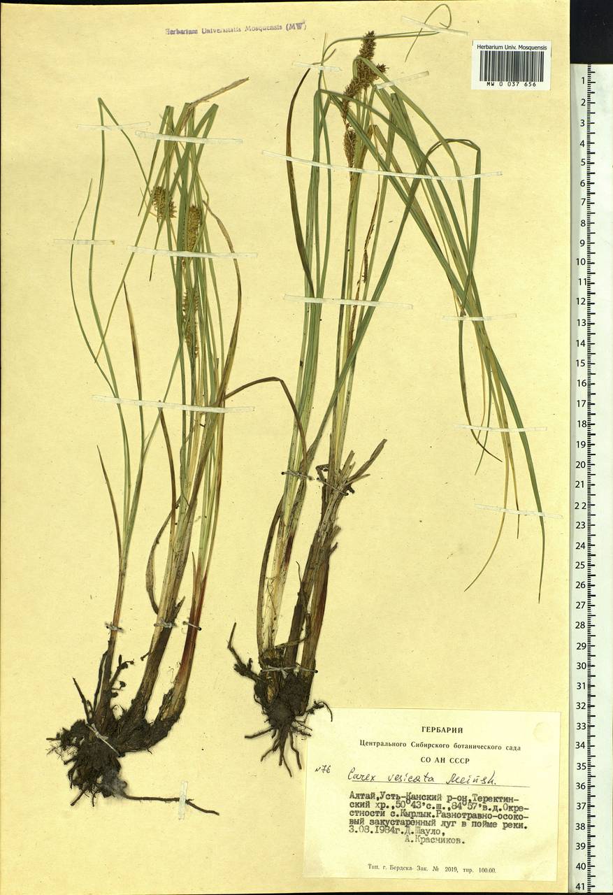 Осока пузыреватая Meinsh., Сибирь, Алтай и Саяны (S2) (Россия)