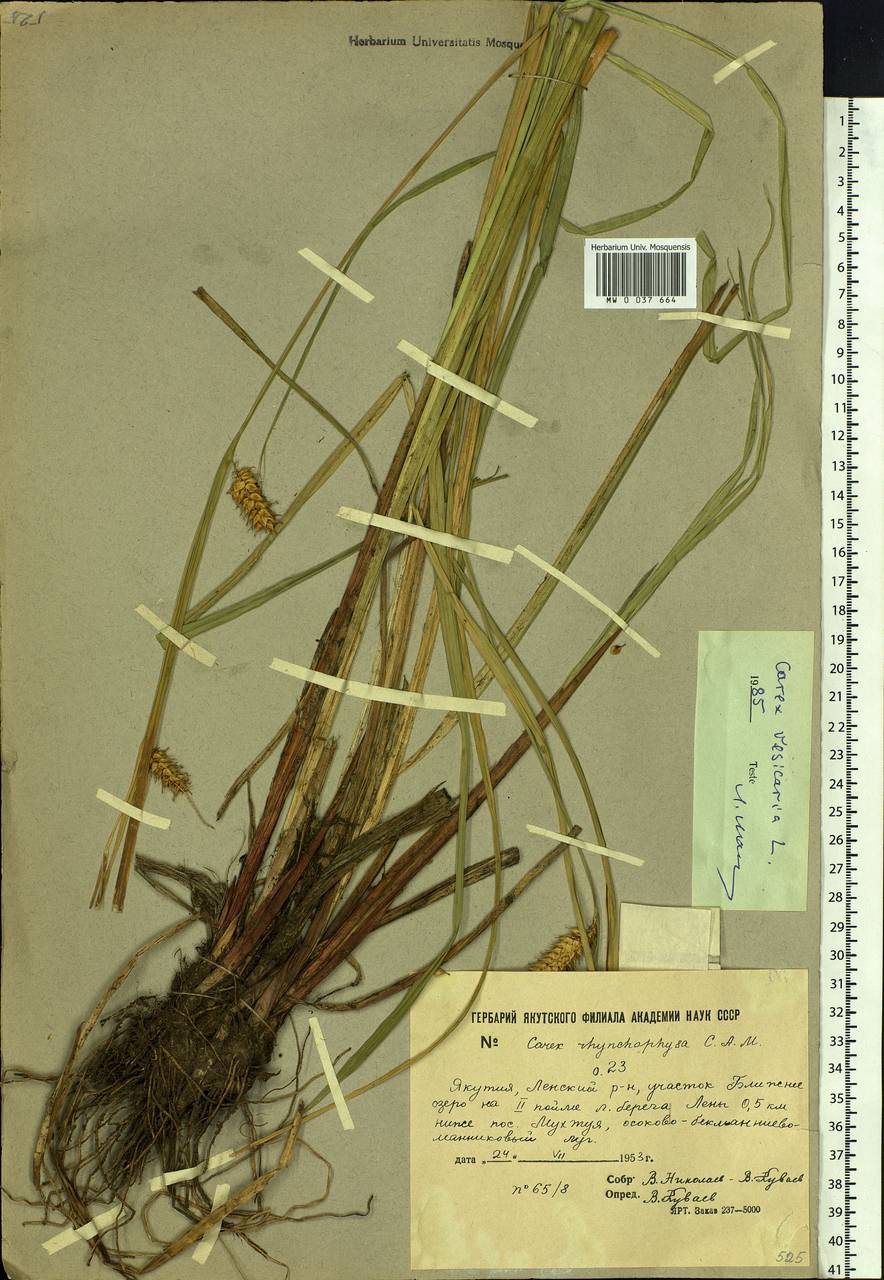 Осока пузырчатая L., Сибирь, Якутия (S5) (Россия)