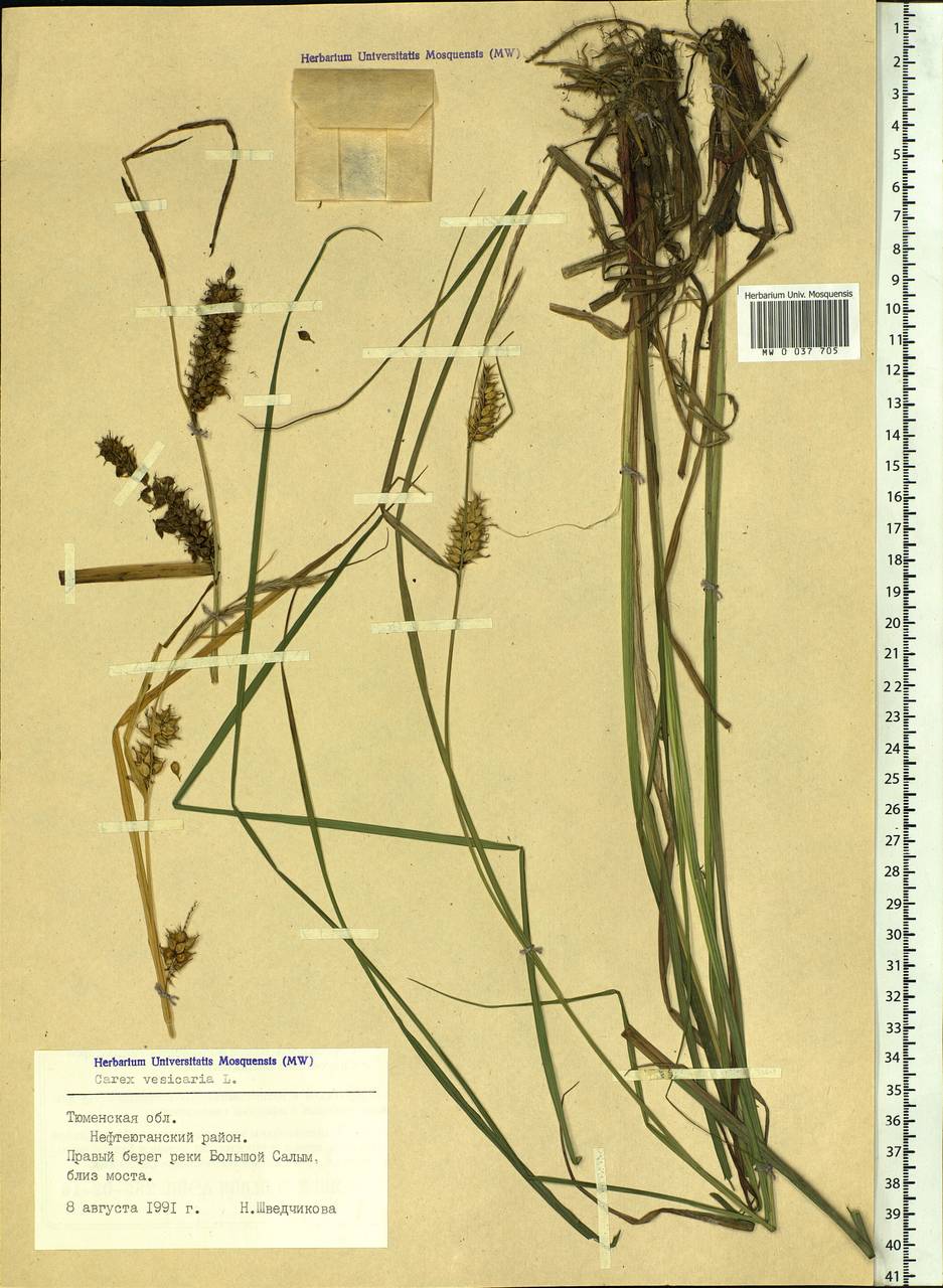 Осока пузырчатая L., Сибирь, Западная Сибирь (S1) (Россия)