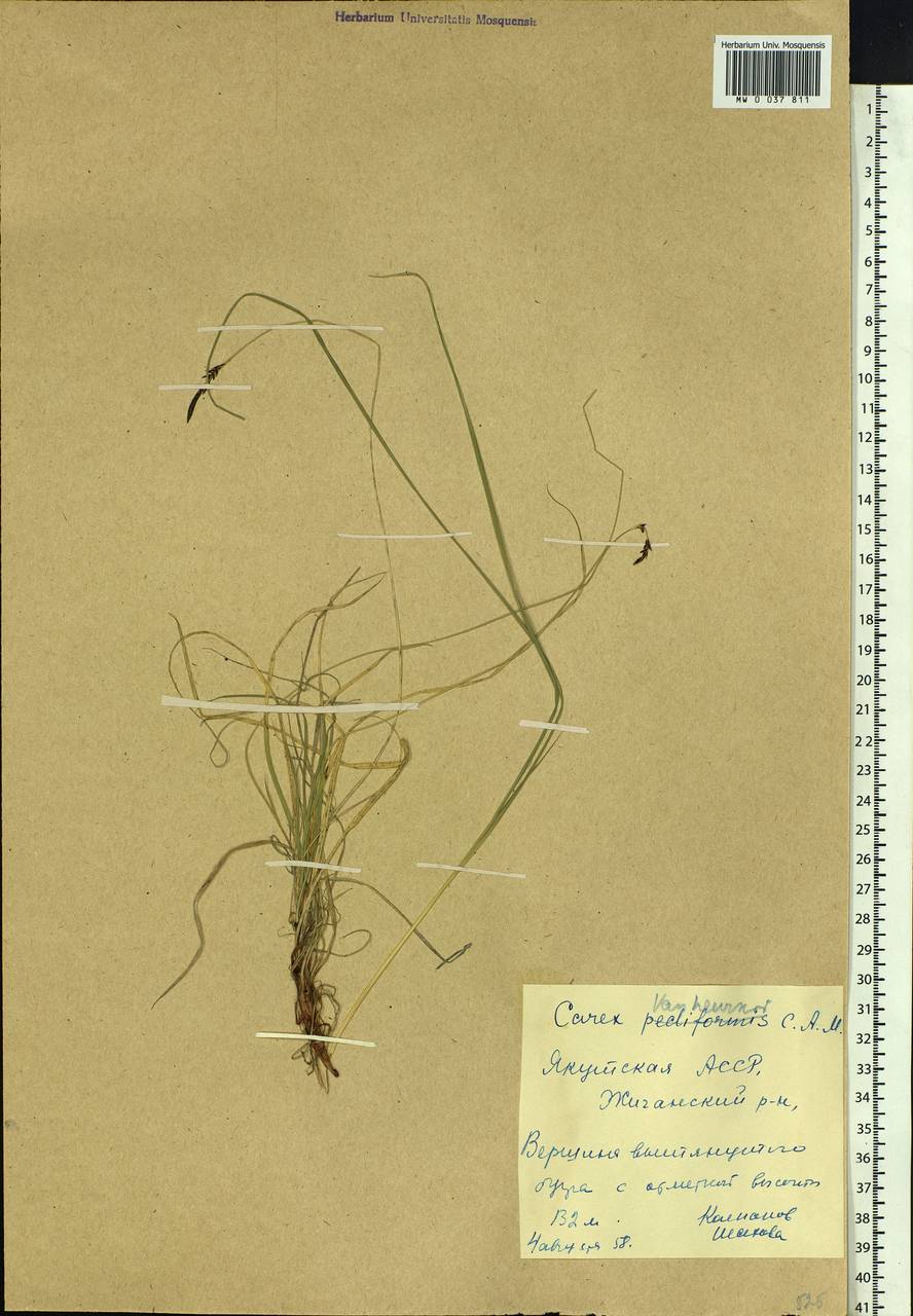 Осока Ван-Хьюрка Müll.Arg., Сибирь, Якутия (S5) (Россия)