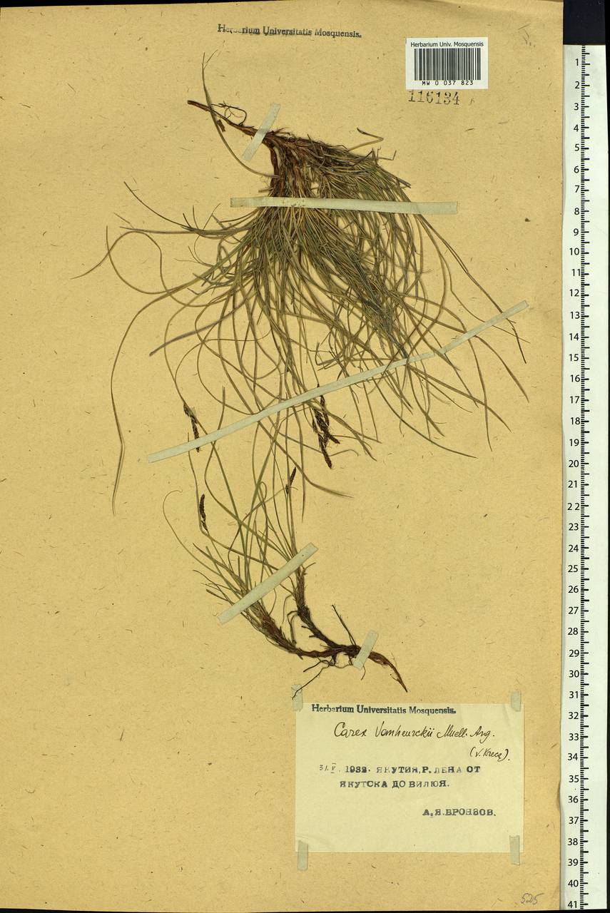 Осока Ван-Хьюрка, Сибирь, Якутия (S5) (Россия)