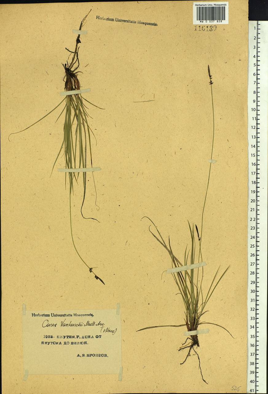 Осока Ван-Хьюрка Müll.Arg., Сибирь, Якутия (S5) (Россия)