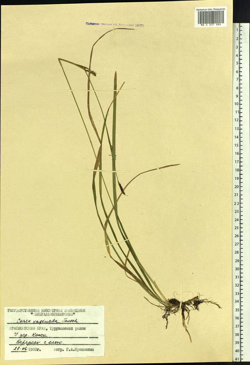 Осока влагалищная Tausch, Сибирь, Центральная Сибирь (S3) (Россия)