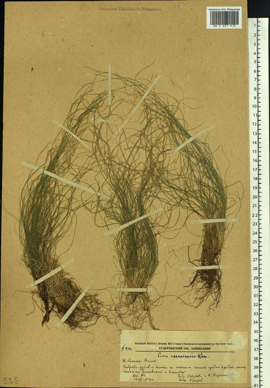 Осока уссурийская Kom., Сибирь, Дальний Восток (S6) (Россия)
