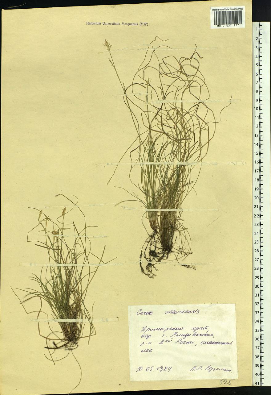 Осока уссурийская Kom., Сибирь, Дальний Восток (S6) (Россия)