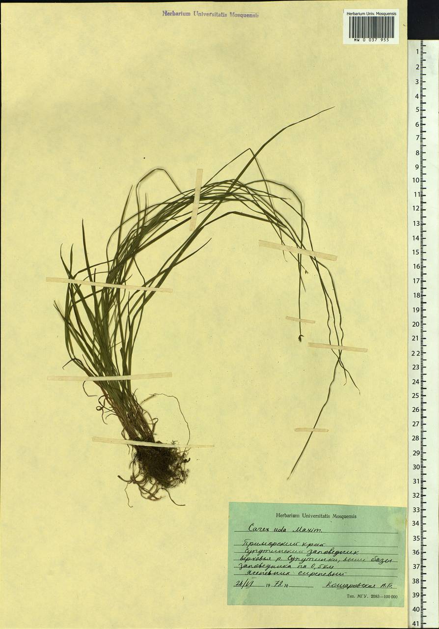 Осока мочажинная Maxim., Сибирь, Дальний Восток (S6) (Россия)
