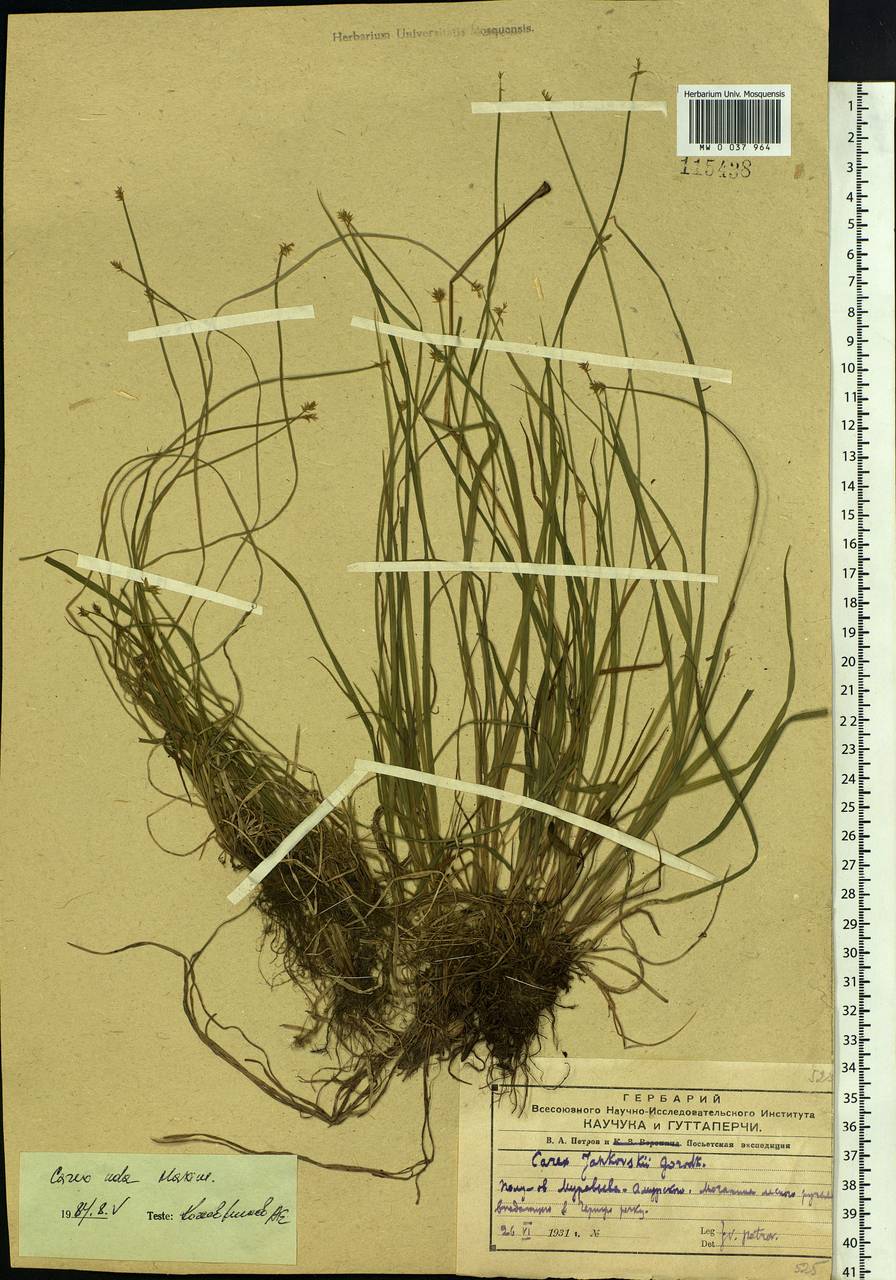 Осока мочажинная Maxim., Сибирь, Дальний Восток (S6) (Россия)