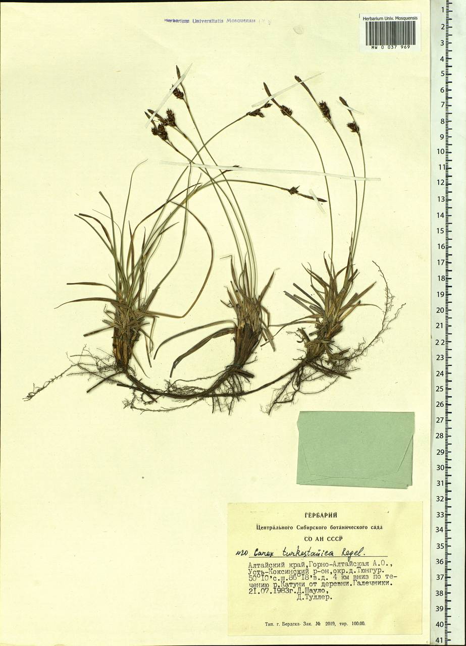 Осока туркестанская Regel, Сибирь, Алтай и Саяны (S2) (Россия)