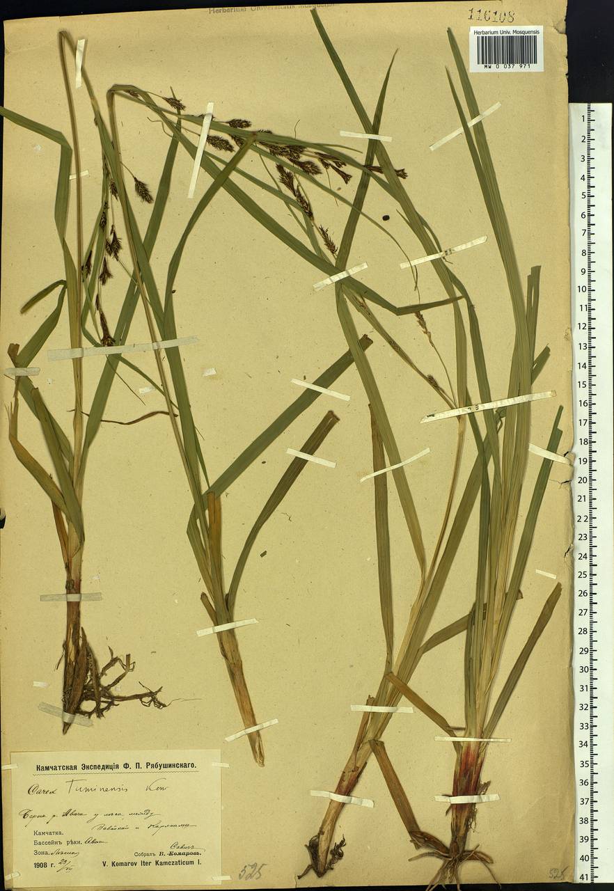 Осока туминская Kom., Сибирь, Чукотка и Камчатка (S7) (Россия)