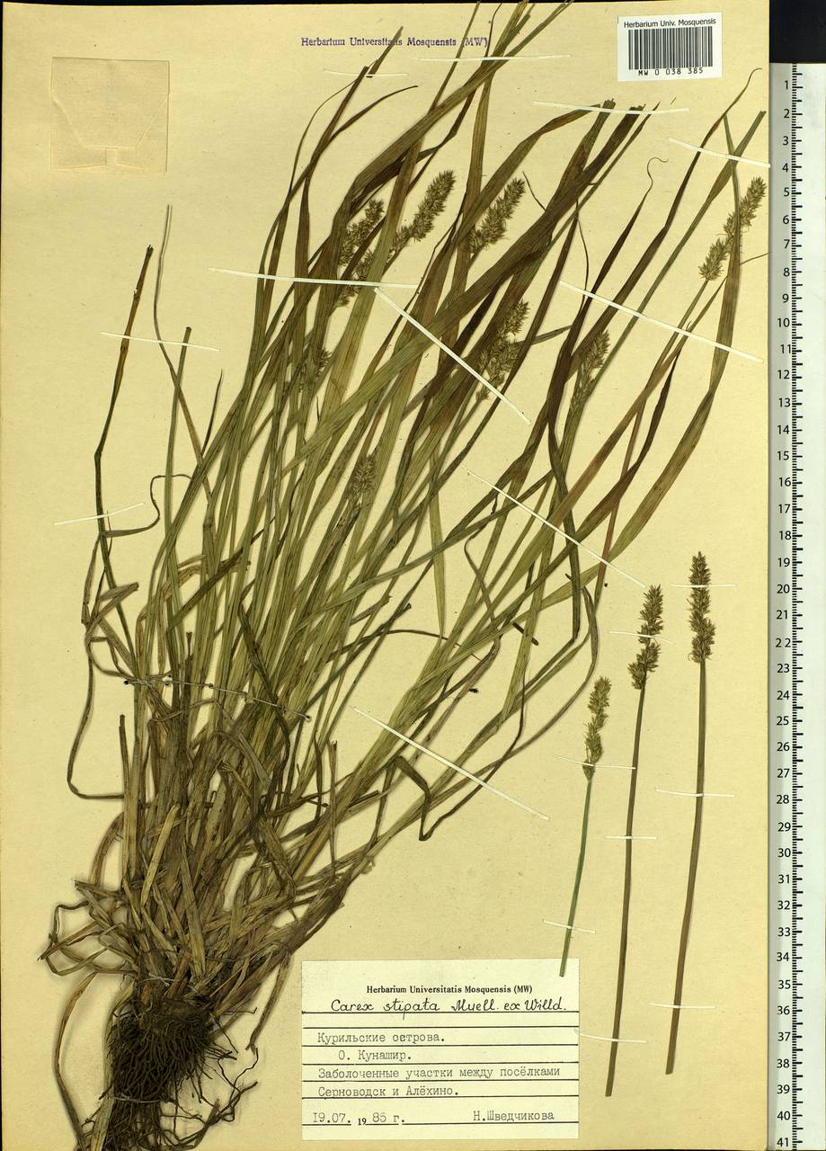 Осока стесненная Muhl. ex Willd., Сибирь, Дальний Восток (S6) (Россия)