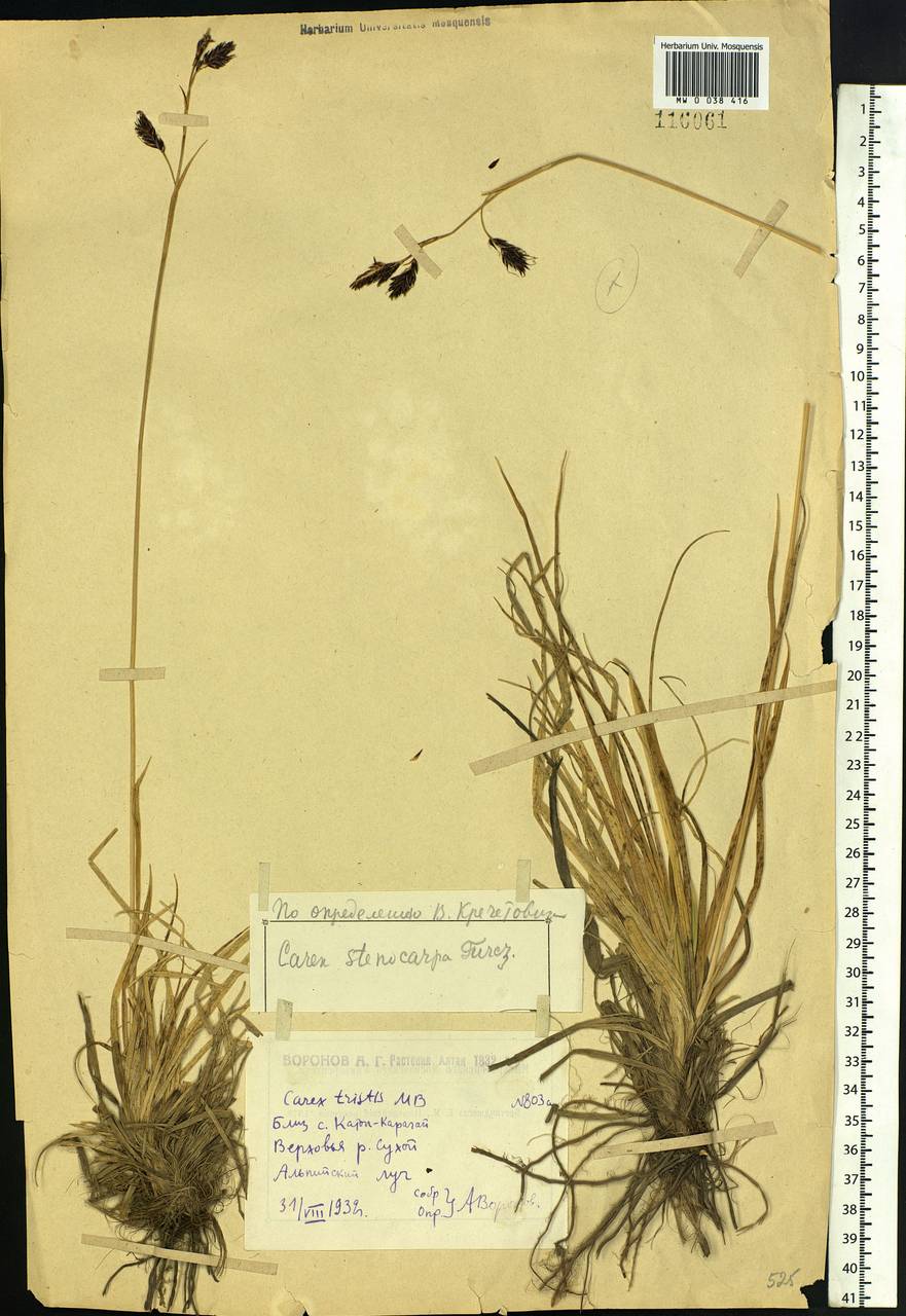 Осока узкоплодная Turcz. ex V.I.Krecz., Сибирь, Западный (Казахстанский) Алтай (S2a) (Казахстан)