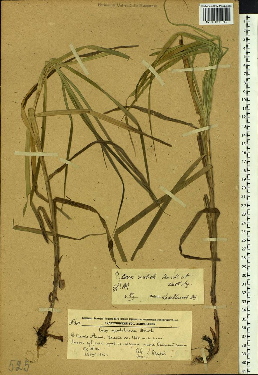 Осока грязная Van Heurck & Müll.Arg., Сибирь, Дальний Восток (S6) (Россия)
