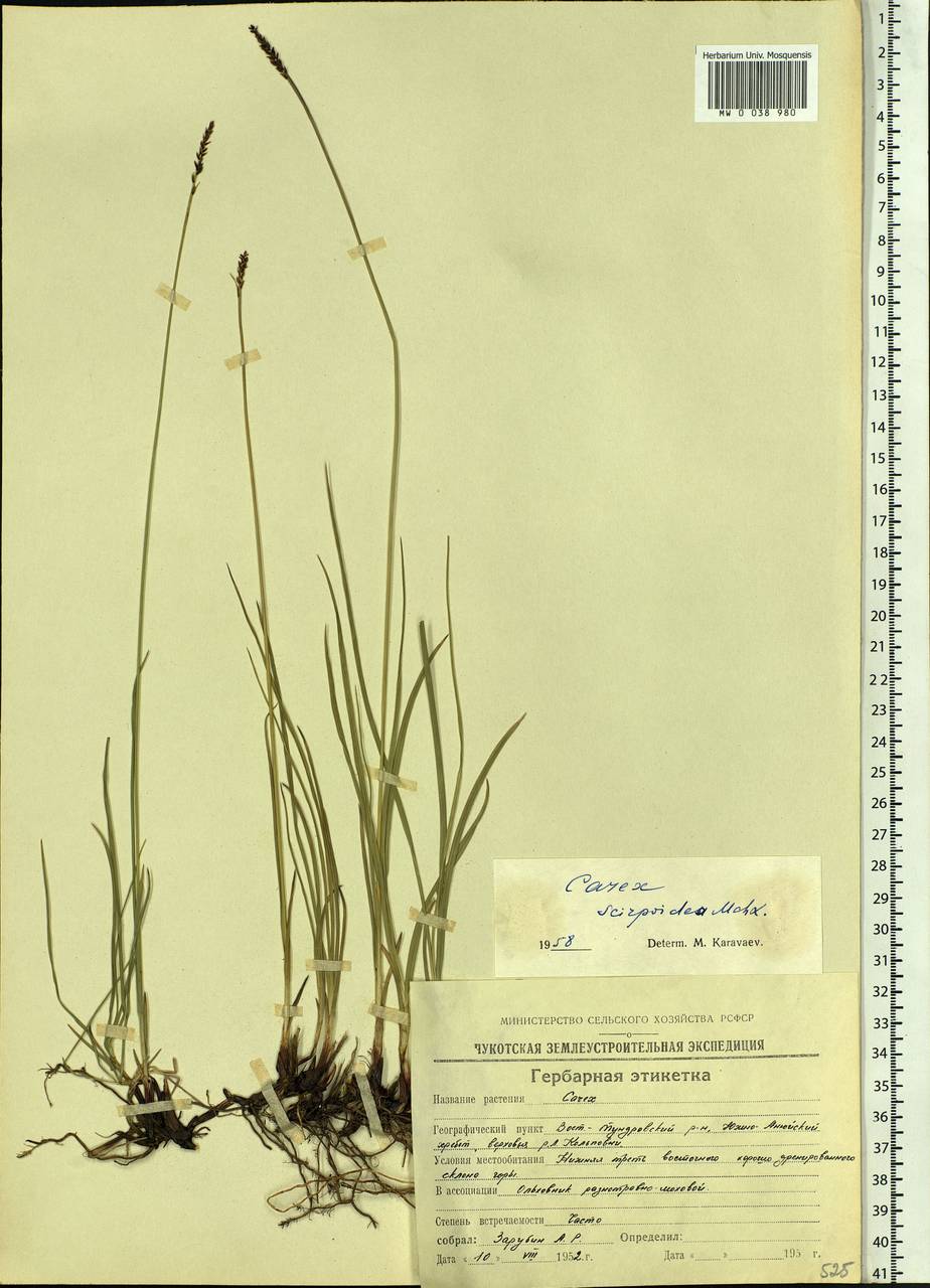 Осока камышевидная Michx., Сибирь, Чукотка и Камчатка (S7) (Россия)