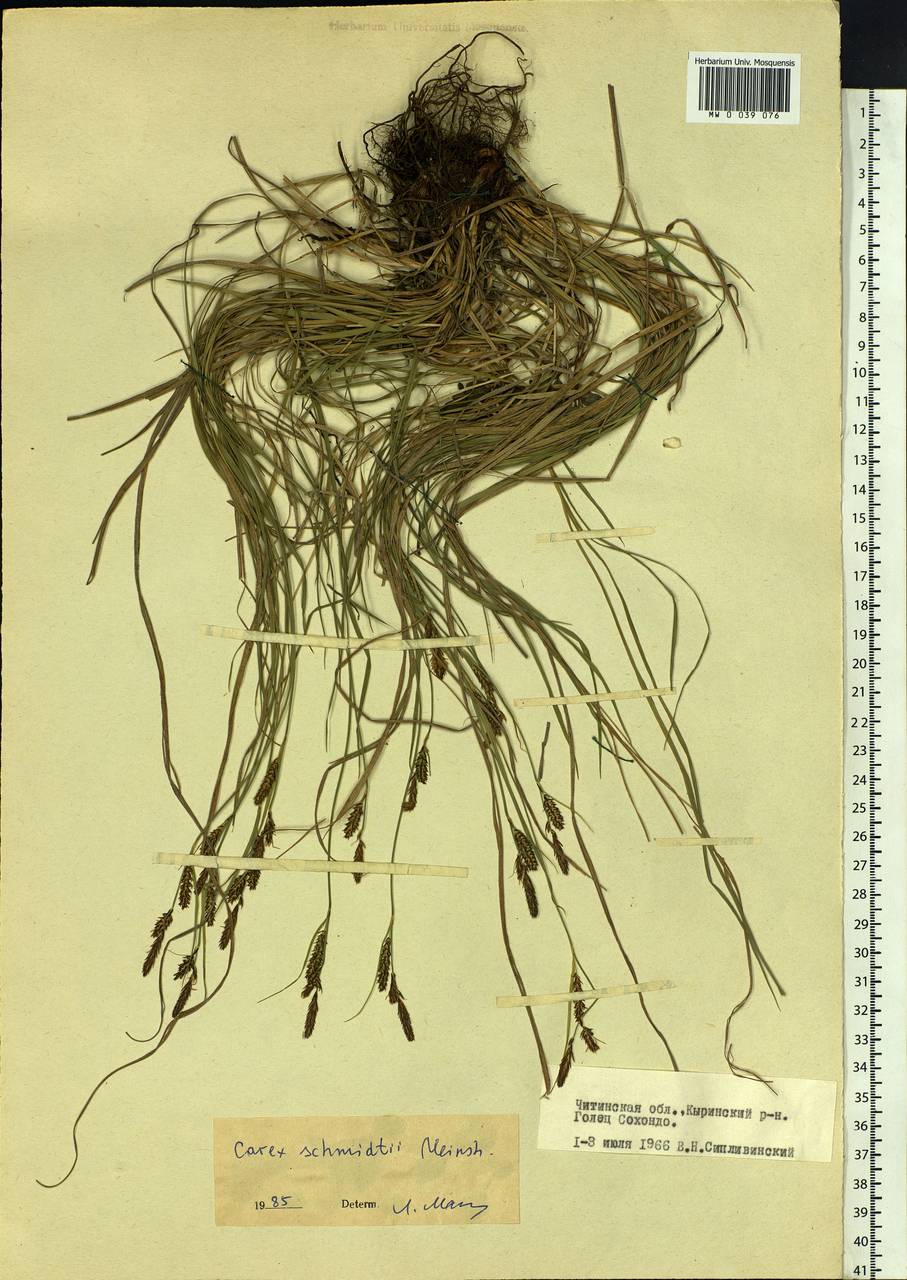 Осока Шмидта Meinsh., Сибирь, Прибайкалье и Забайкалье (S4) (Россия)