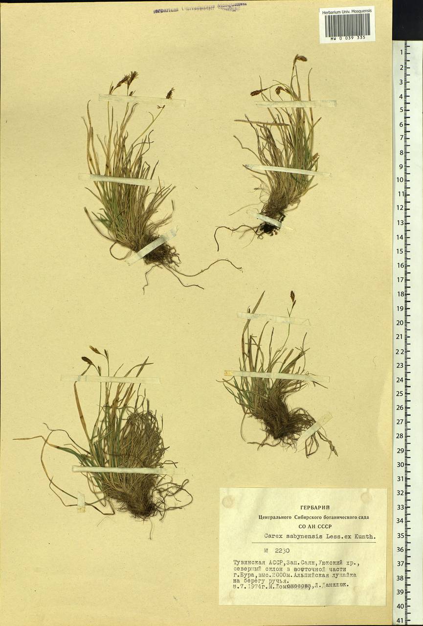 Carex sabynensis