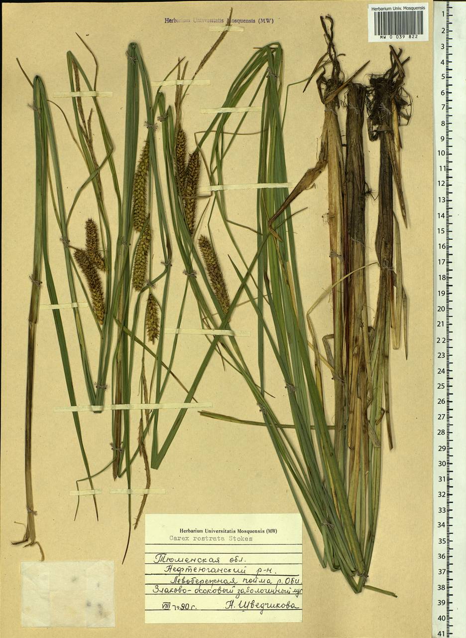 Осока носатая Stokes, Сибирь, Западная Сибирь (S1) (Россия)