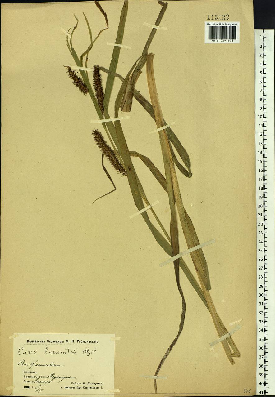 Carex utriculata Boott, Сибирь, Чукотка и Камчатка (S7) (Россия)