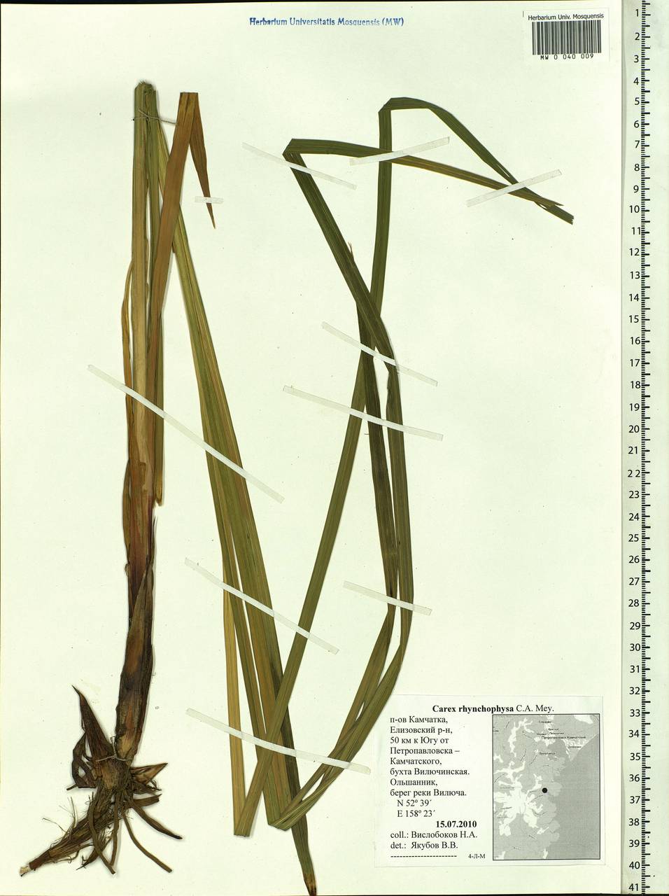 Carex utriculata Boott, Сибирь, Чукотка и Камчатка (S7) (Россия)