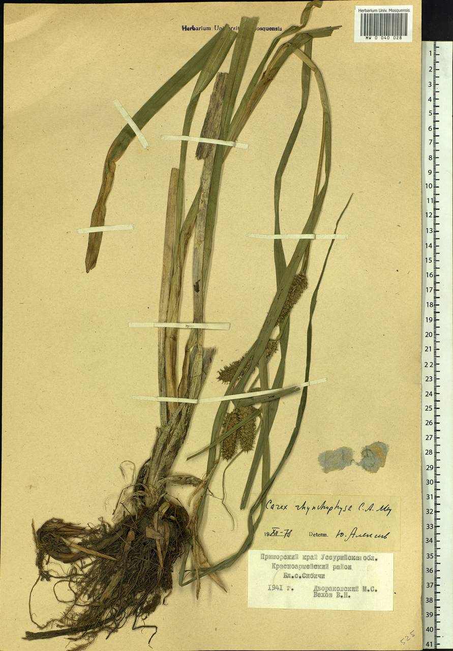Carex utriculata Boott, Сибирь, Дальний Восток (S6) (Россия)