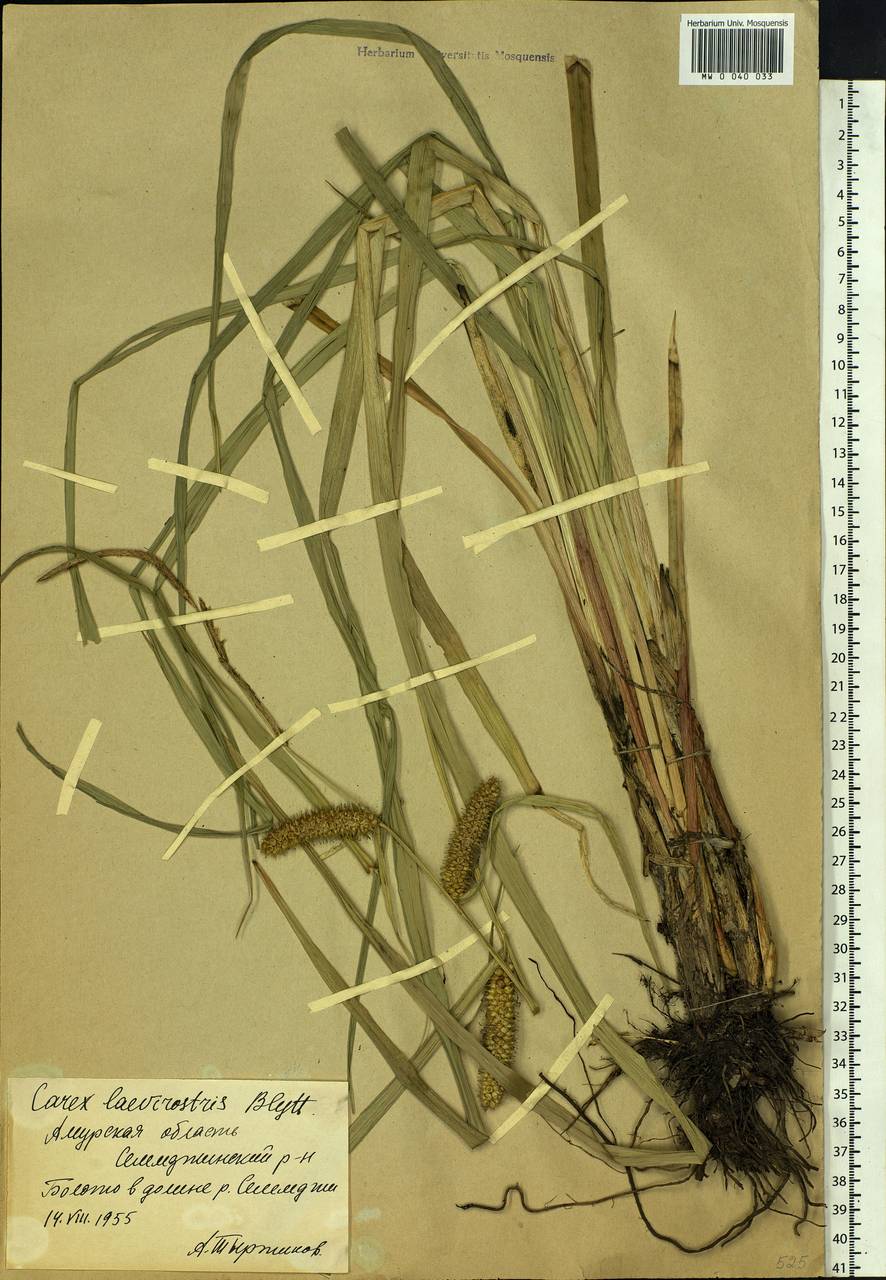 Carex utriculata Boott, Сибирь, Дальний Восток (S6) (Россия)