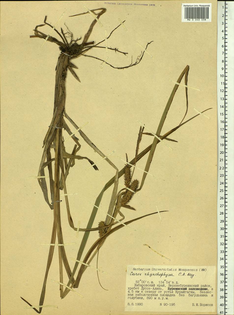 Carex utriculata Boott, Сибирь, Дальний Восток (S6) (Россия)
