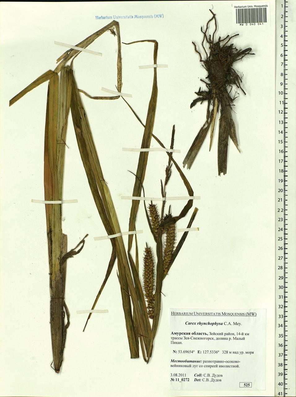 Carex utriculata Boott, Сибирь, Дальний Восток (S6) (Россия)