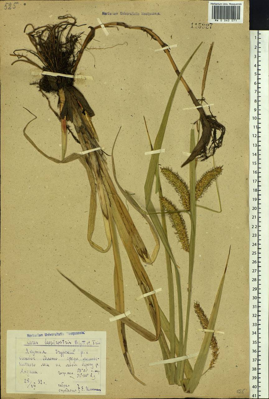 Carex utriculata Boott, Сибирь, Якутия (S5) (Россия)