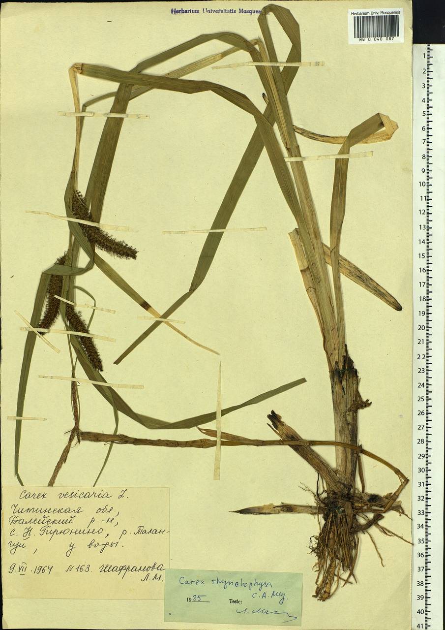 Carex utriculata Boott, Сибирь, Прибайкалье и Забайкалье (S4) (Россия)