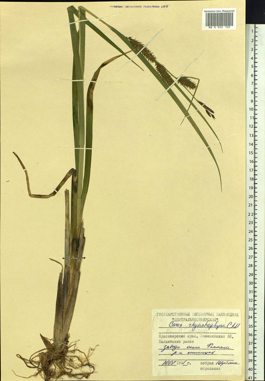 Carex utriculata Boott, Сибирь, Центральная Сибирь (S3) (Россия)
