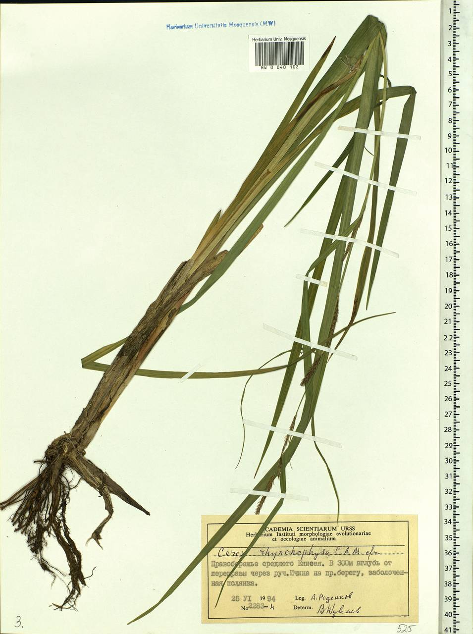 Carex utriculata Boott, Сибирь, Центральная Сибирь (S3) (Россия)