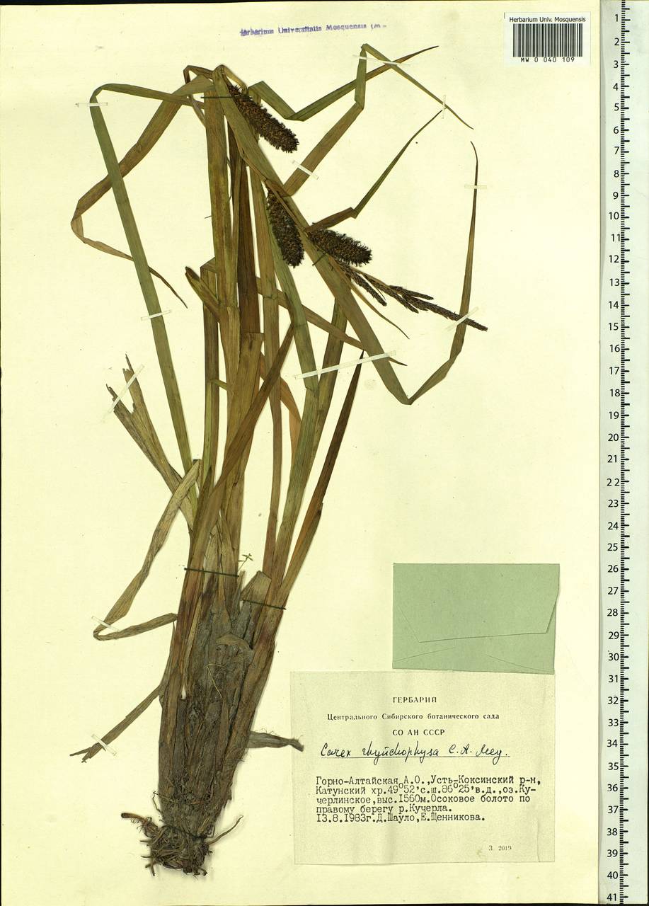 Carex utriculata Boott, Сибирь, Алтай и Саяны (S2) (Россия)