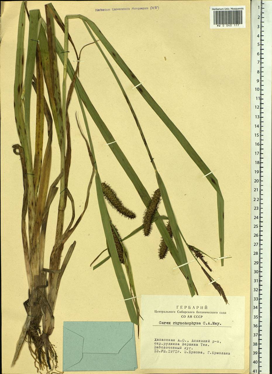Carex utriculata Boott, Сибирь, Алтай и Саяны (S2) (Россия)