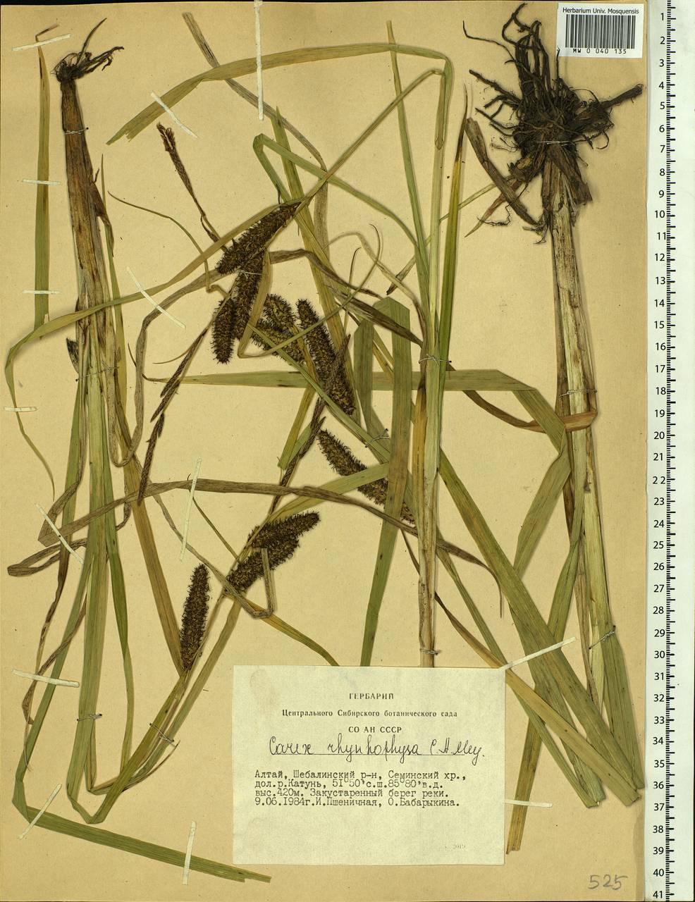 Carex utriculata Boott, Сибирь, Алтай и Саяны (S2) (Россия)