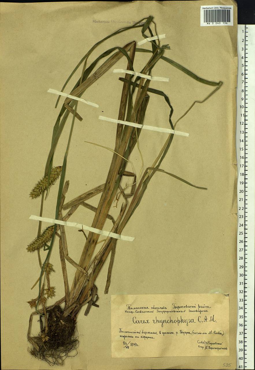 Carex utriculata Boott, Сибирь, Западная Сибирь (S1) (Россия)