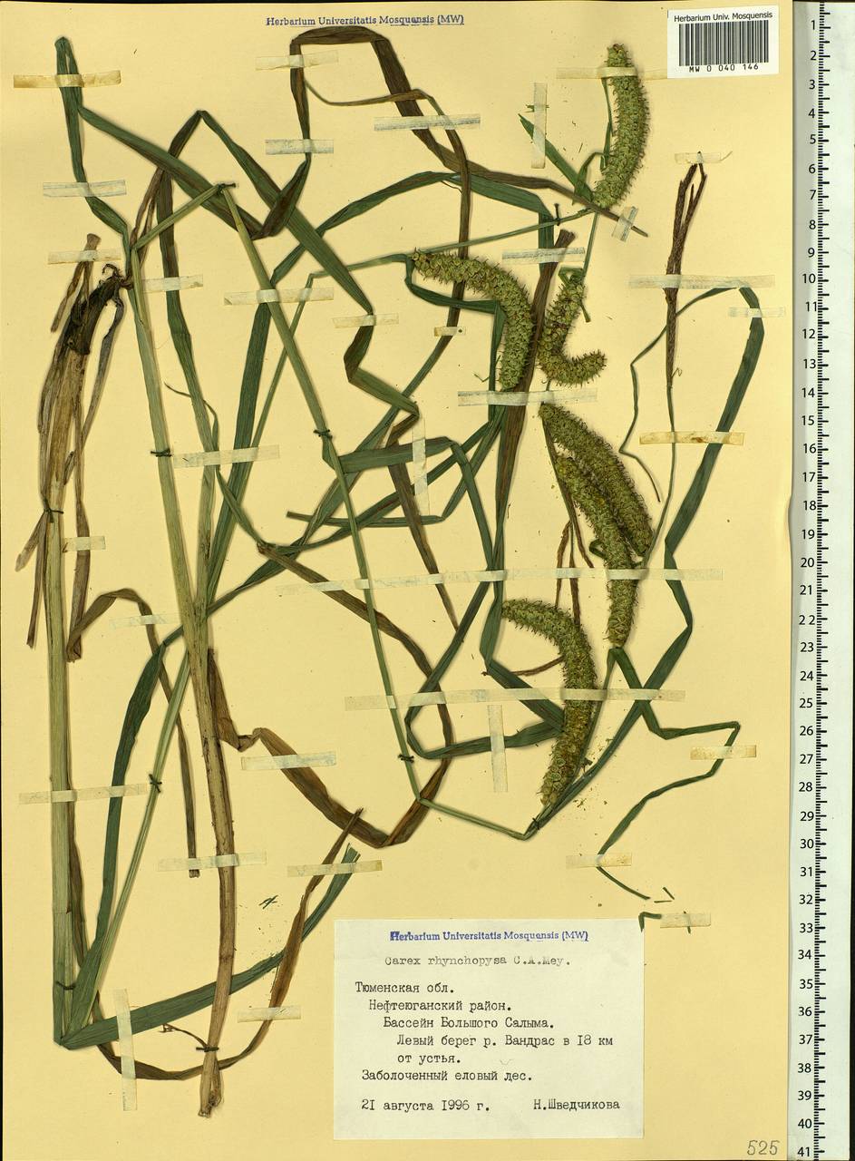 Carex utriculata Boott, Сибирь, Западная Сибирь (S1) (Россия)