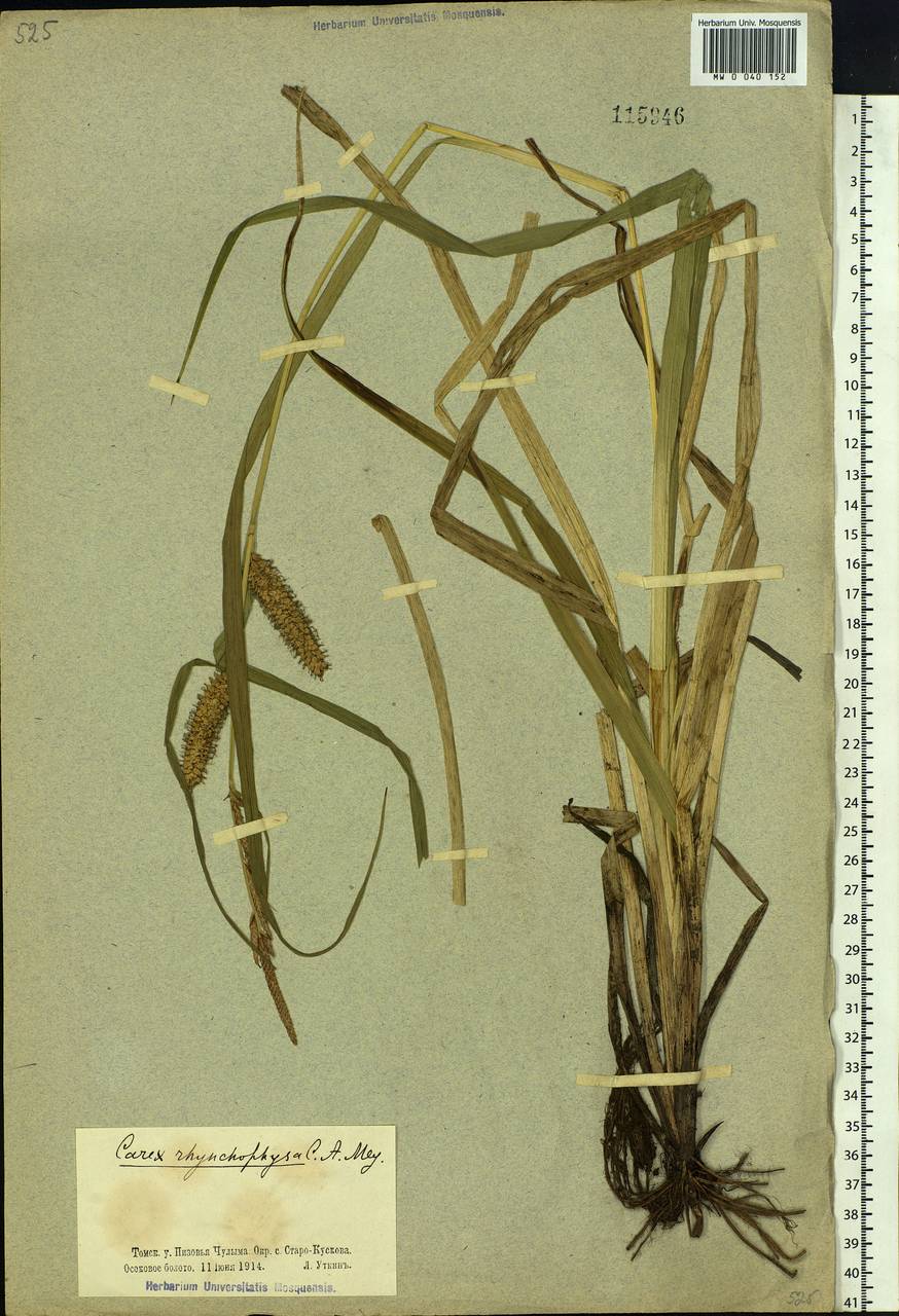 Carex utriculata Boott, Сибирь, Западная Сибирь (S1) (Россия)