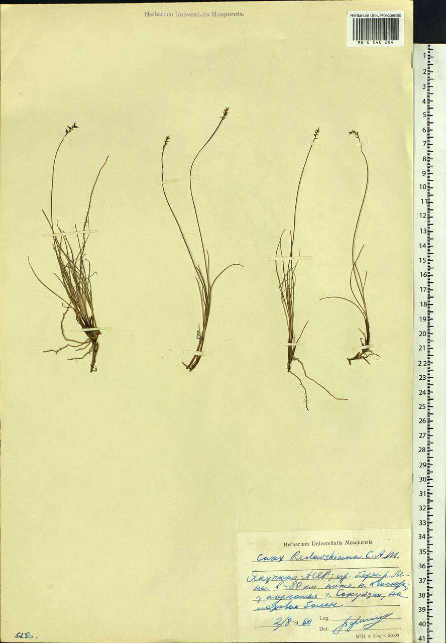 Carex redowskiana c.a. Mey.