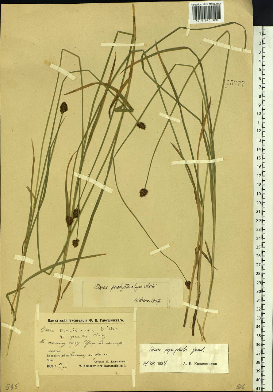 Carex macloviana var. macloviana, Сибирь, Чукотка и Камчатка (S7) (Россия)