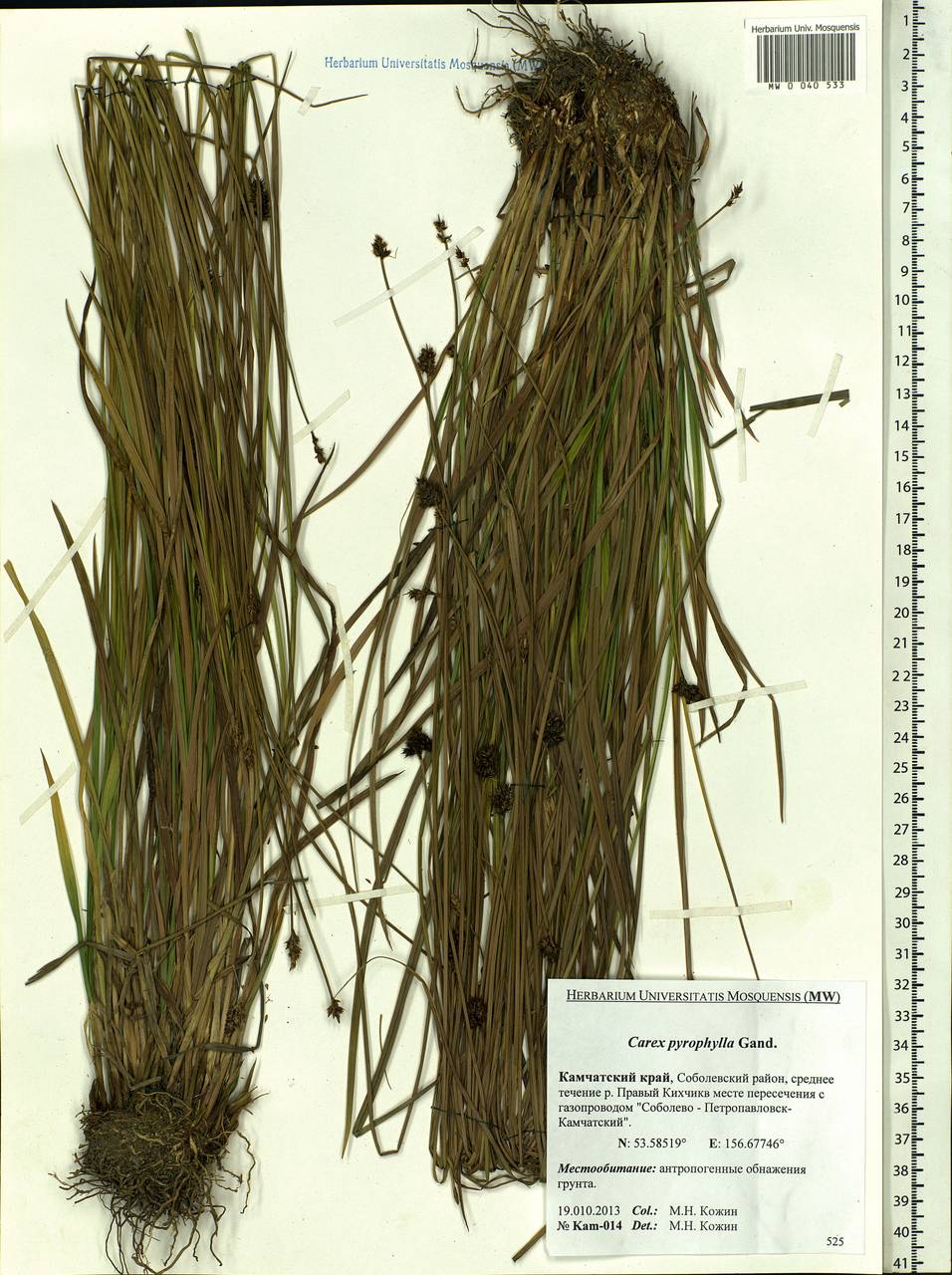 Carex macloviana var. macloviana, Сибирь, Чукотка и Камчатка (S7) (Россия)