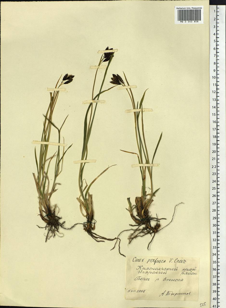 Carex aterrima subsp. aterrima, Сибирь, Центральная Сибирь (S3) (Россия)