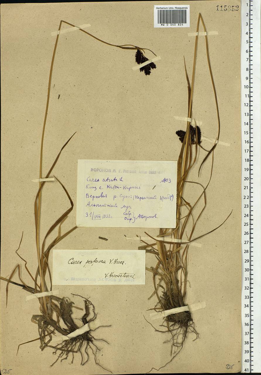 Carex aterrima subsp. aterrima, Сибирь, Западный (Казахстанский) Алтай (S2a) (Казахстан)