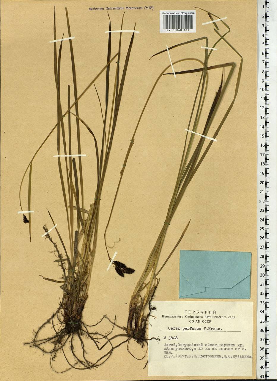 Carex aterrima subsp. aterrima, Сибирь, Алтай и Саяны (S2) (Россия)