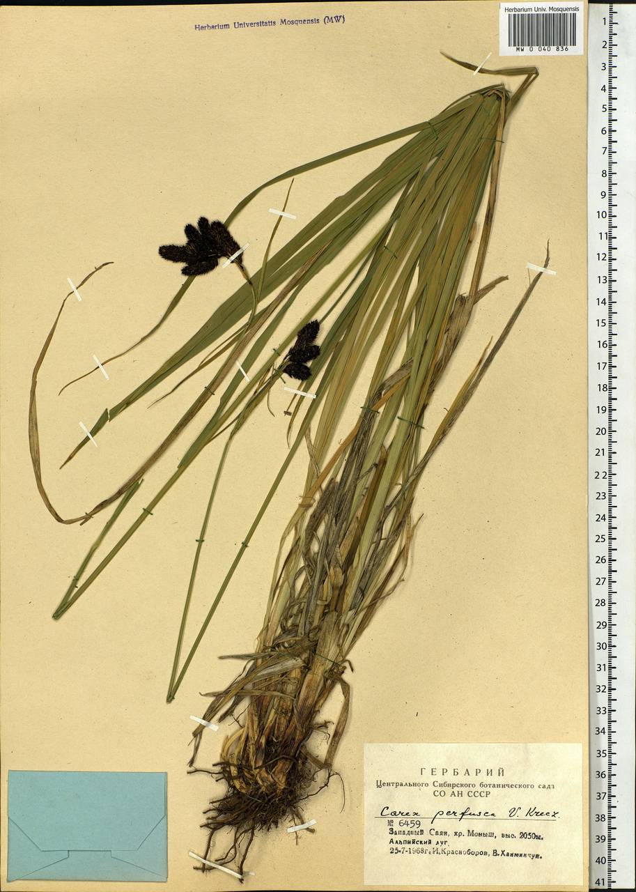 Carex aterrima subsp. aterrima, Сибирь, Алтай и Саяны (S2) (Россия)