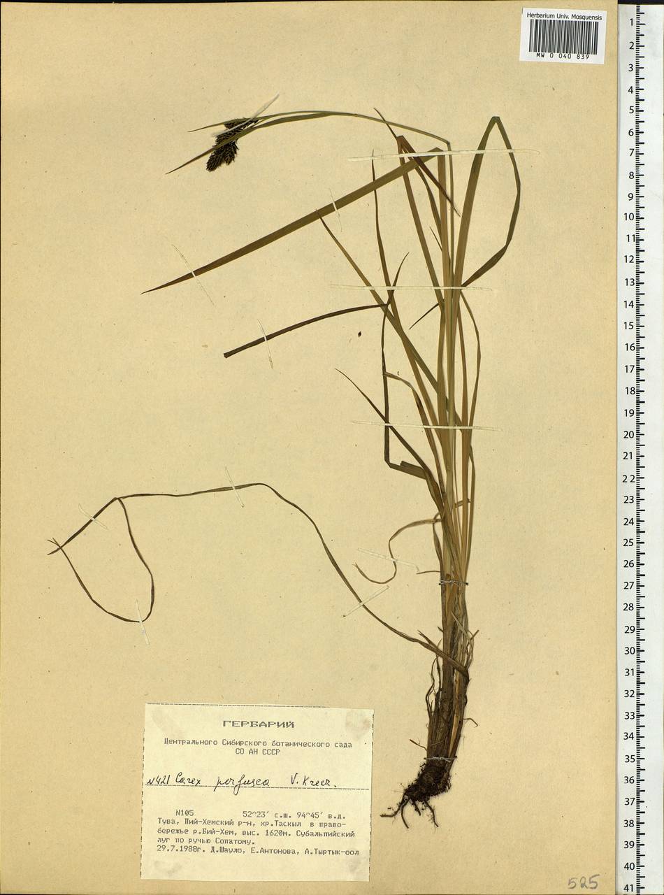 Carex aterrima subsp. aterrima, Сибирь, Алтай и Саяны (S2) (Россия)