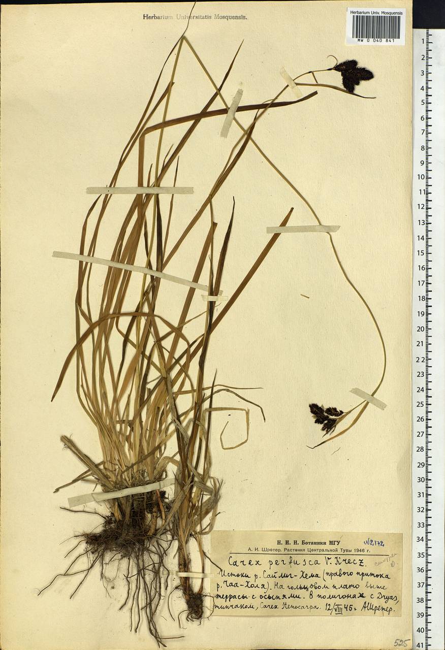 Carex aterrima subsp. aterrima, Сибирь, Алтай и Саяны (S2) (Россия)