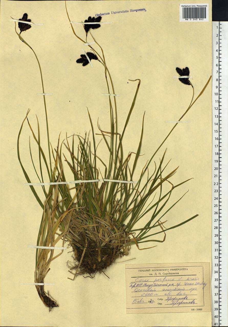 Carex aterrima subsp. aterrima, Сибирь, Алтай и Саяны (S2) (Россия)