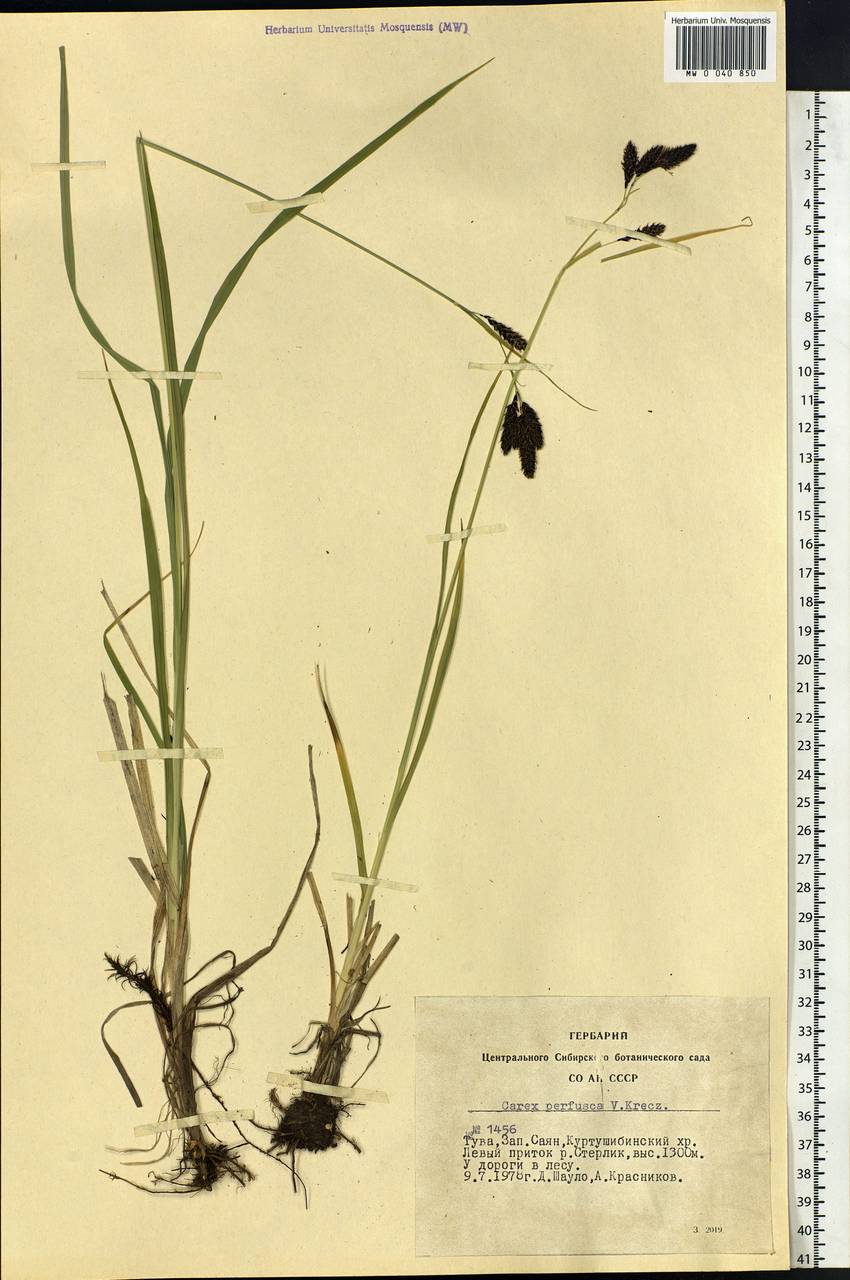 Carex aterrima subsp. aterrima, Сибирь, Алтай и Саяны (S2) (Россия)