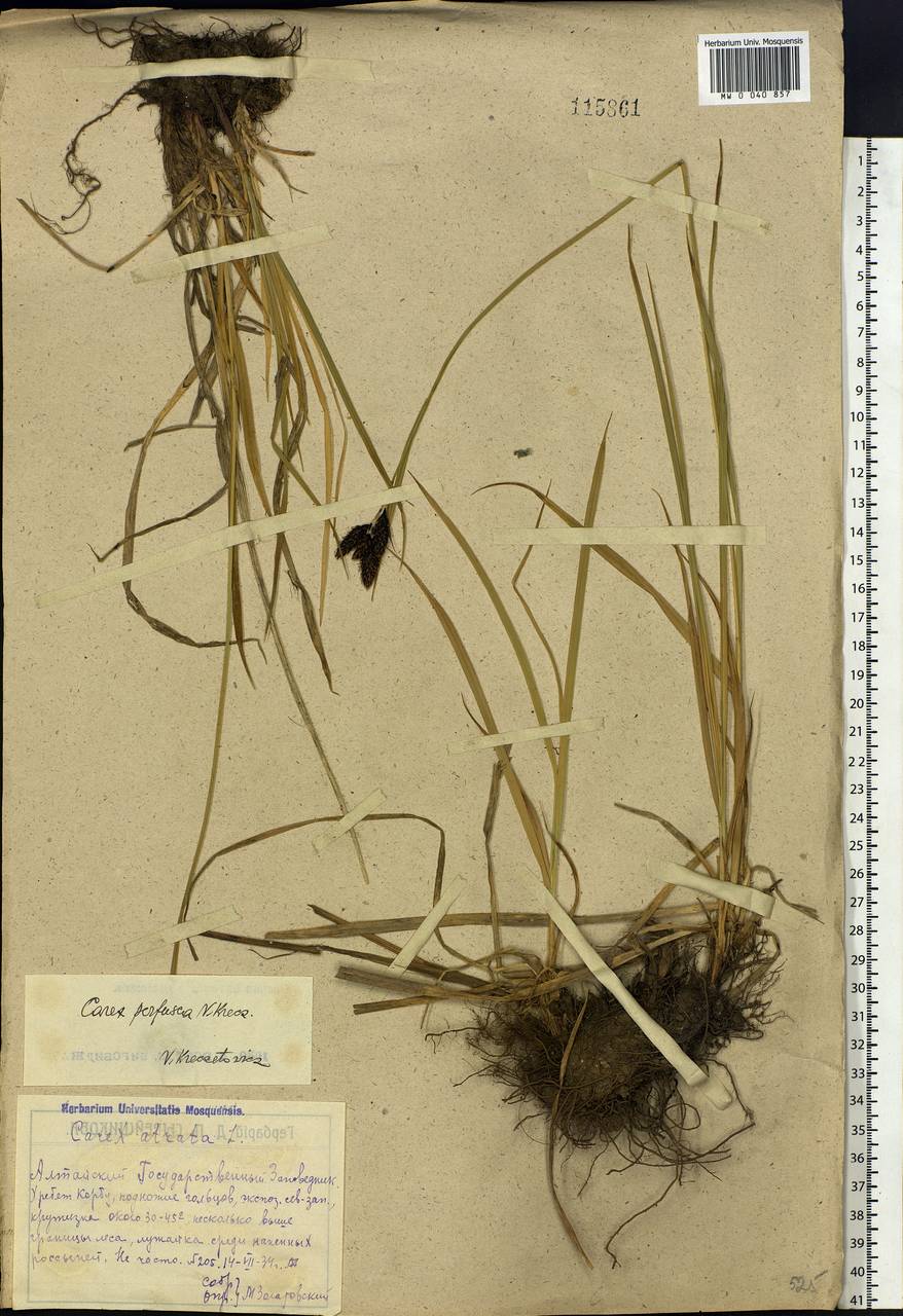 Carex aterrima subsp. aterrima, Сибирь, Алтай и Саяны (S2) (Россия)