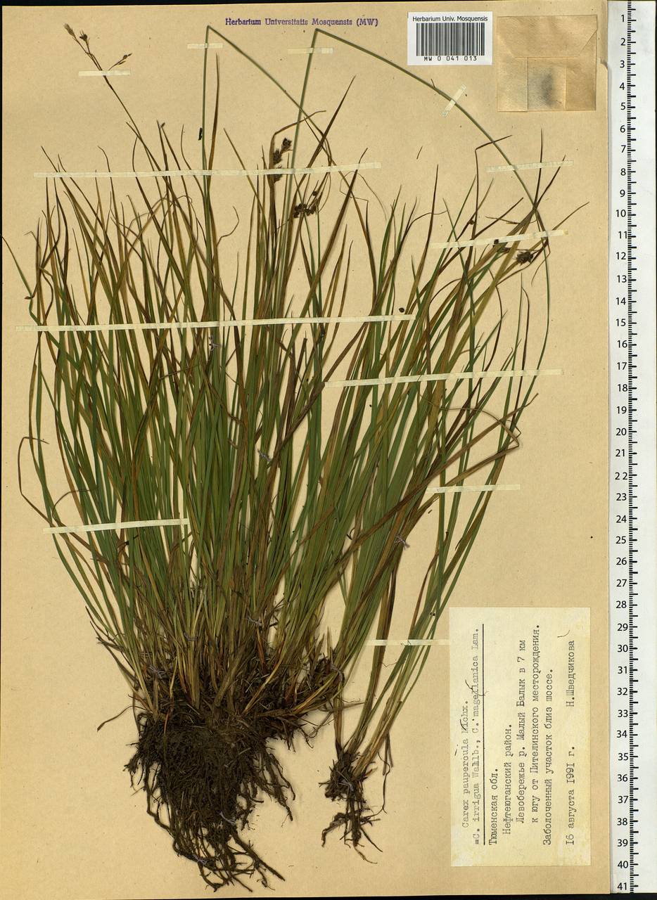 Осока магелланская орошенная (Wahlenb.) Hiitonen, Сибирь, Западная Сибирь (S1) (Россия)