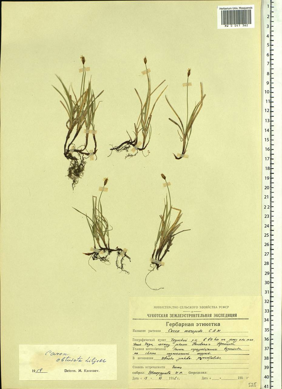 Осока притупленная Lilj., Сибирь, Чукотка и Камчатка (S7) (Россия)